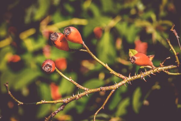 Energize Your Mind: Top Brain-Boosting Foods for Sharp Thinking