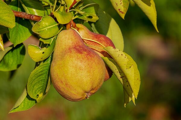 Unlocking Wellness: The Power of Balanced Nutrition for a Healthier You