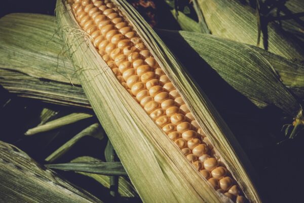Navigating the Allergy Minefield: Your Essential Guide to Safe Eating