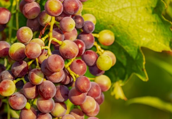 Transform Your Health: Discover the Benefits of a Sugar-Free Diet