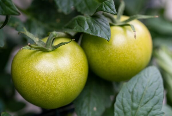 Unlocking the Power of Organic Foods: Transform Your Health Naturally